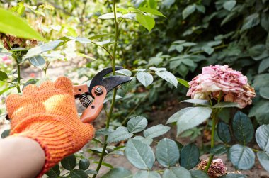 Bahçeyle uğraşan bir adam. Gül çalılığında solmuş çiçekleri kesen kesicilerle insan elleri. Bahçe işleri, bahçede budama makası olan budama bitkileri.
