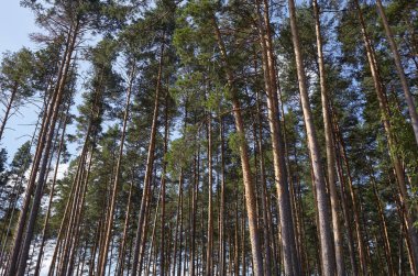 Çam ağacı ormanı. Güzel yaz ormanı Bir yaz günü