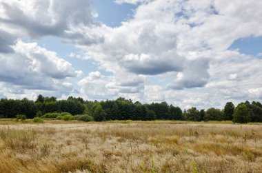 Gökyüzüne ve çayırlara karşı parlak yaz ormanı. Yeşil ağaçların ve mavi gökyüzünün güzel manzarası
