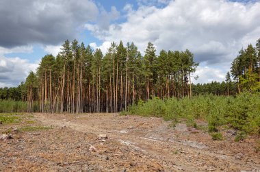 Gökyüzüne ve çayırlara karşı yoğun çam ormanı. Bir sıra ağacın ve mavi gökyüzünün güzel manzarası