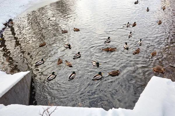 Mallard ducks swim in the winter pond. Birds and animals in wildlife
