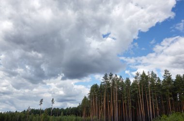 Gökyüzüne ve çayırlara karşı yoğun çam ormanı. Bir sıra ağacın ve mavi gökyüzünün güzel manzarası