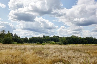 Gökyüzüne ve çayırlara karşı parlak yaz ormanı. Yeşil ağaçların ve mavi gökyüzünün güzel manzarası
