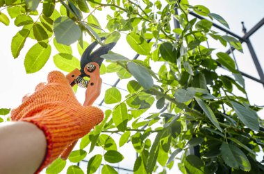 Bahçeyle uğraşan bir adam. Gül çalılığında solmuş çiçekleri kesen kesicilerle insan elleri. Bahçe işleri, bahçede budama makası olan budama bitkileri.
