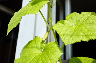 Doğal salatalık bir serada yetişir. Serada taze sebze yetiştirmek.