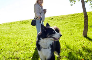 Sahibi sonbahar parkında Sibiryalı bir laika köpeğiyle oynuyor. Bir köpekle bir kadının arkadaşlığı.