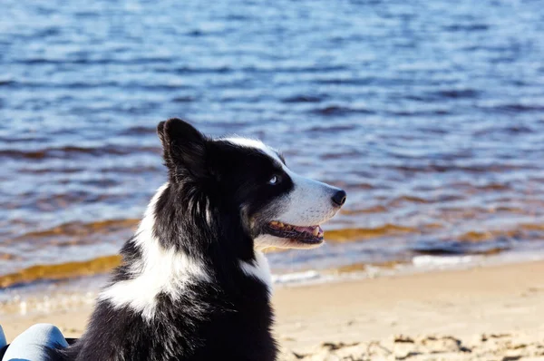 Eigenaar Met Een Siberische Laika Hond Een Strand Vriendschap Van — Stockfoto