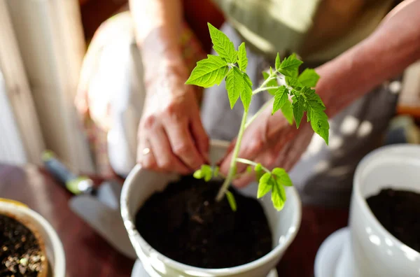 Old man gardening in home greenhouse. Men\'s hands planting tomato seedlings in the soil, selective focus. Planting and gardening at springtime