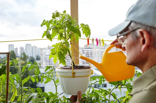 Old man gardening in home greenhouse. Men\'s hands hold watering can and watering the tomato plant