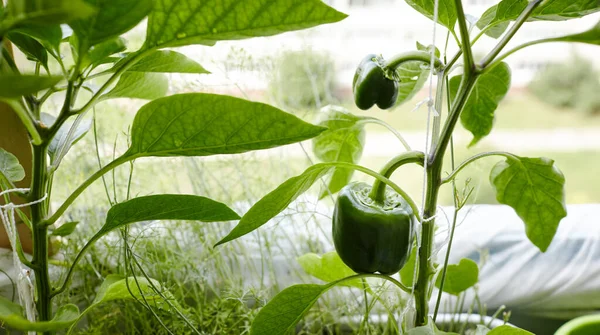 Grüne Paprika Wächst Einem Gewächshaus Frisches Gemüse Auf Dem Bauernhof lizenzfreie Stockfotos
