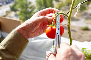 Erkek eli hasatı domates bitkisini makasla keser. Ev serasında çiftçi adam bahçıvanlığı