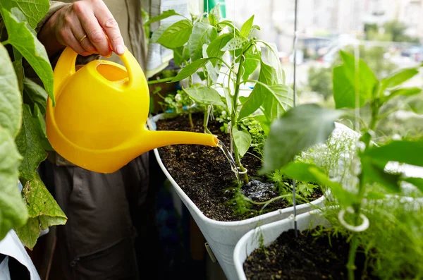 Old Man Gardening Home Greenhouse Men Hands Hold Watering Can — Stok Foto