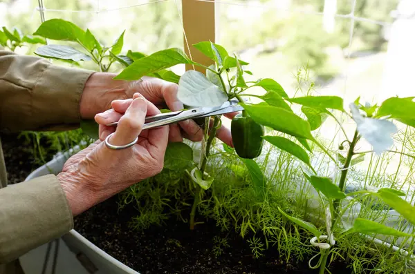 Tangan Pria Panen Memotong Paprika Hijau Dengan Gunting Petani Berkebun — Stok Foto