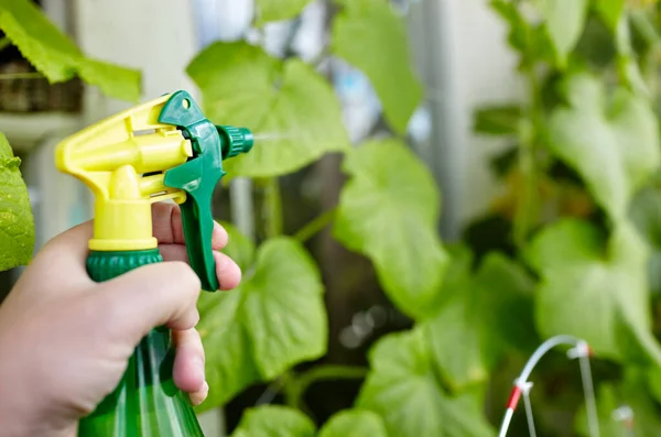 Man Gardening Home Greenhouse Men Hands Hold Spray Bottle Watering — Stock fotografie