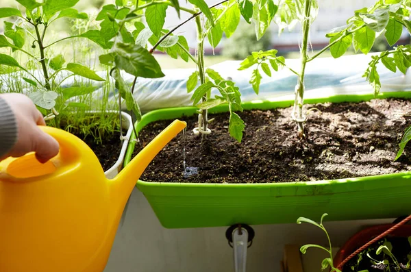 Man Gardening Home Greenhouse Men Hands Hold Watering Can Watering — Stock Photo, Image