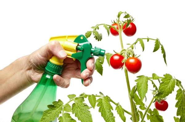 Mannen Handen Houden Spray Fles Water Geven Aan Tomatenplant Geïsoleerd — Stockfoto