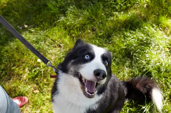 Владелец Играет Сибирской Лаикой Осеннем Парке Дружба Собаки Женщины — стоковое фото