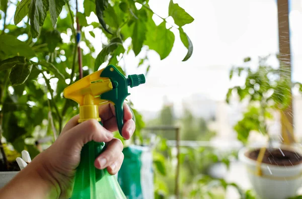 自宅の温室で男の園芸 男性の手はスプレーボトルを保持し トマトの植物に水をやる ストック画像
