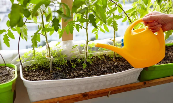Gamling Växthuset Mäns Händer Håller Vattning Burk Och Vattna Tomatplantan Royaltyfria Stockfoton