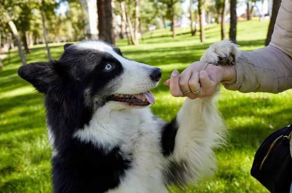 Besitzerin Spielt Mit Sibirischem Laika Hund Herbstpark Freundschaft Zwischen Hund Stockbild