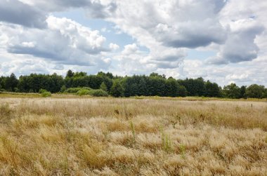 Gökyüzüne ve çayırlara karşı parlak yaz ormanı. Yeşil ağaçların ve mavi gökyüzünün güzel manzarası