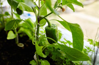 Yeşil biberler bir serada yetişir. Çiftlikte taze sebze yetiştiriyorum.