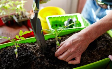 Ev serasında bahçeyle uğraşan yaşlı bir adam. Erkeklerin elleri toprağa domates tohumu ekiyor, seçici bir odak noktası. İlkbaharda ekim ve bahçe işleri.