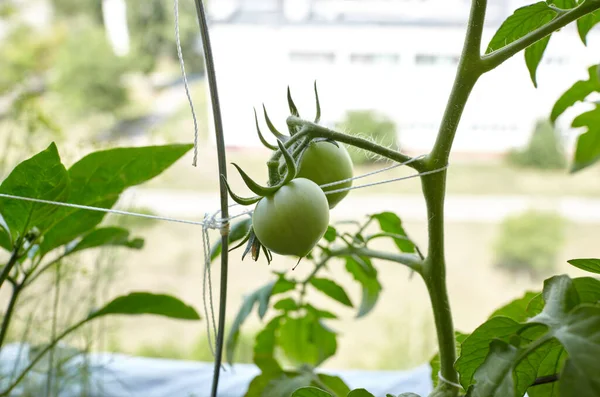 Tomate Cresce Uma Estufa Cultivar Vegetais Frescos Estufa — Fotografia de Stock