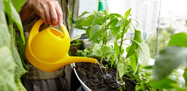 Old man gardening in home greenhouse. Men\'s hands hold watering can and watering the pepper plant