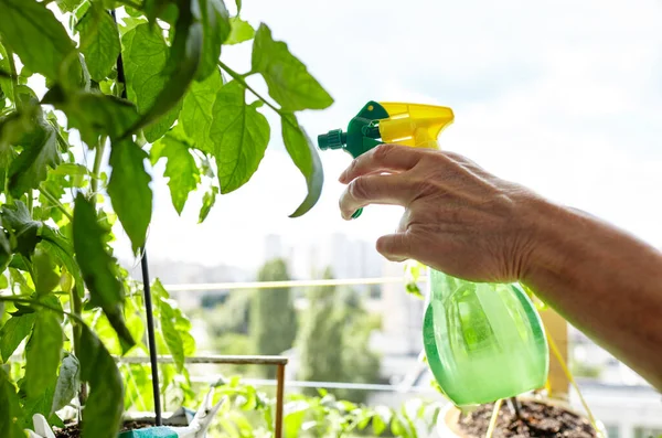 Tomat Tumbuh Rumah Kaca Tangan Pria Memegang Botol Semprotan Dan — Stok Foto