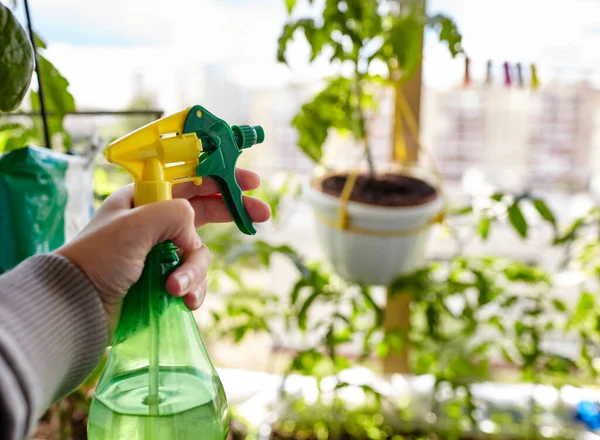 Seorang Pria Berkebun Rumah Kaca Tangan Pria Memegang Botol Semprotan — Stok Foto