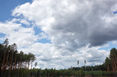 Gökyüzüne ve çayırlara karşı yoğun çam ormanı. Bir sıra ağacın ve mavi gökyüzünün güzel manzarası