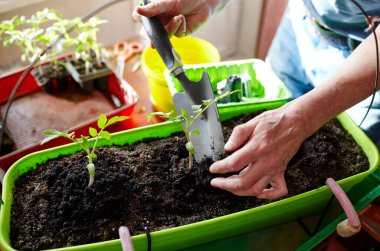 Ev serasında bahçeyle uğraşan yaşlı bir adam. Erkeklerin elleri toprağa domates tohumu ekiyor, seçici bir odak noktası. İlkbaharda ekim ve bahçe işleri.
