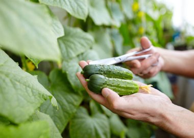 Erkeklerin el hasadı salatalığı makasla keser. Ev serasında çiftçi adam bahçıvanlığı