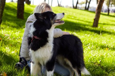 Sahibi sonbahar parkında Sibiryalı bir laika köpeğiyle oynuyor. Bir köpekle bir kadının arkadaşlığı.
