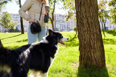 Sahibi sonbahar parkında Sibiryalı bir laika köpeğiyle oynuyor. Bir köpekle bir kadının arkadaşlığı.