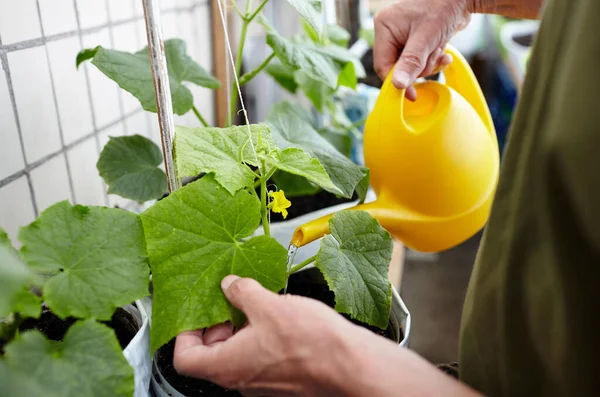 Old man gardening in home greenhouse. Men\'s hands hold watering can and watering the cucumber plant
