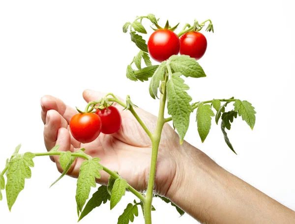 男人的手在自家花园采摘新鲜的有机西红柿 被白色背景隔离 农民采摘西红柿 — 图库照片
