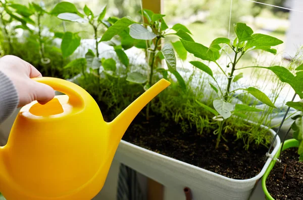 Man Gardening Home Greenhouse Men Hands Hold Watering Can Watering — Stok Foto