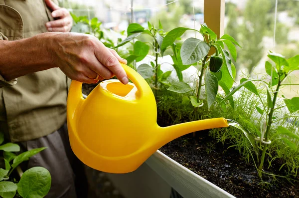 Old Man Gardening Home Greenhouse Men Hands Hold Watering Can ストックフォト