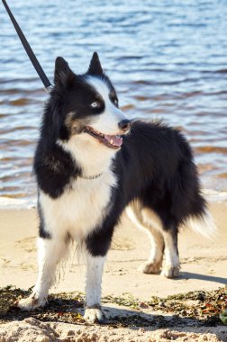 Plajda Sibirya laykası. Doğa yürüyüşündeki köpek.