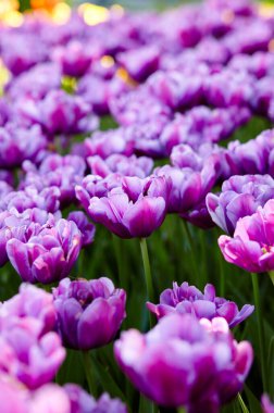 Bahçede açan güzel lale çiçekleri. Bahar bahçesindeki güzellik lalesi doğadaki güneş ışığıyla ışıldıyor. Bokeh resmi ile bulanık arkaplan, seçici odak