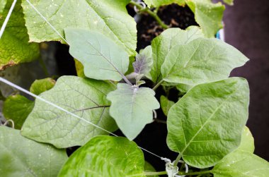 Patlıcan bir serada yetişir. Taze organik patlıcan. Serada taze sebze yetiştirmek.