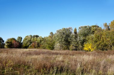 Orman gökyüzüne ve çayırlara karşı. Bir sıra ağacın ve mavi gökyüzünün güzel manzarası