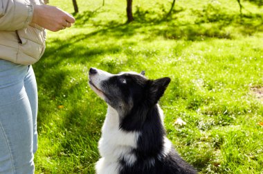 Sahibi sonbahar parkında Sibiryalı bir laika köpeğiyle oynuyor. Bir köpekle bir kadının arkadaşlığı.