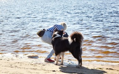 Sahibi sahilde Sibiryalı bir laika köpeğiyle oynuyor. Bir köpekle bir kadının arkadaşlığı.