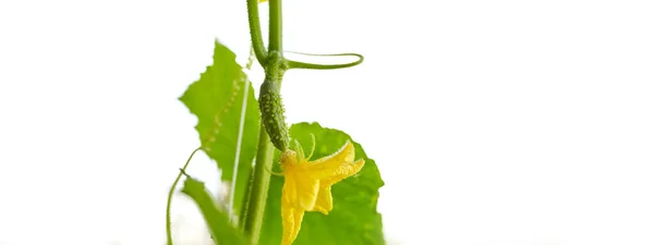 天然のキュウリは温室で成長します 温室で新鮮な野菜を育てる — ストック写真