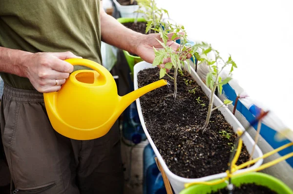 Old Man Gardening Home Greenhouse Men Hands Hold Watering Can — Stock Photo, Image
