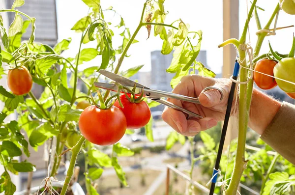 Tangan Pria Panen Memotong Tanaman Tomat Dengan Gunting Petani Berkebun — Stok Foto