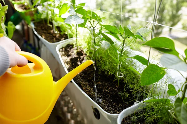Man Gardening Home Greenhouse Men Hands Hold Watering Can Watering — Stok Foto